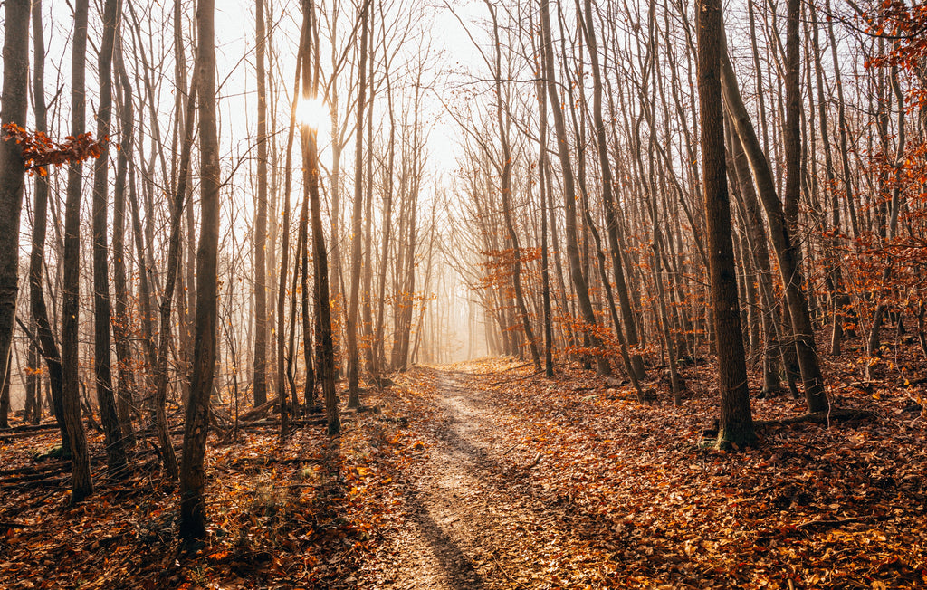 Wild Words: Autumn creative writing course - one month of writing inspiration